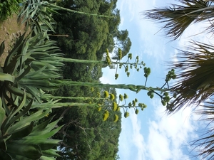 Jardin botanique de Palermo