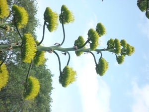 Jardin botanique de Palermo