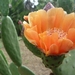 Jardin botanique de Palermo