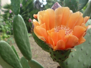 Jardin botanique de Palermo