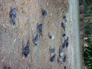 Jardin botanique de Palermo - pigeons