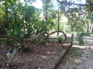 Jardin botanique de Palermo