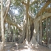 Jardin botanique de Palermo