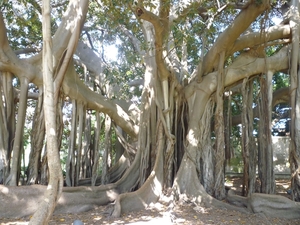 Jardin botanique de Palermo