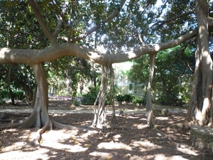 Jardin botanique de Palermo