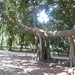 Jardin botanique de Palermo