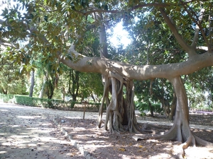 Jardin botanique de Palermo