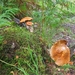 SCHOTLAND 005