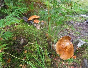 SCHOTLAND 005