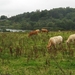SCHOTLAND 010