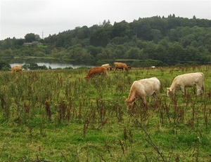 SCHOTLAND 010