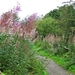SCHOTLAND 020