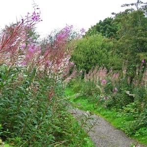 SCHOTLAND 020