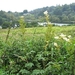 SCHOTLAND 022