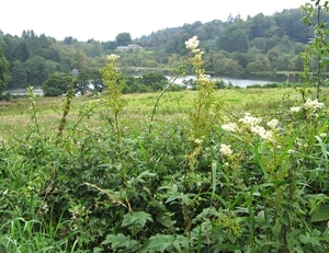 SCHOTLAND 022