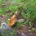 SCHOTLAND 042