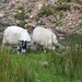 SCHOTLAND 048