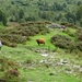 SCHOTLAND 052