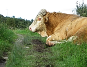 SCHOTLAND 106