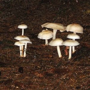 SCHOTLAND 127
