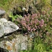SCHOTLAND 154