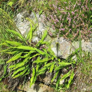 SCHOTLAND 155