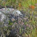 SCHOTLAND 184