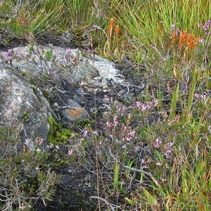 SCHOTLAND 184