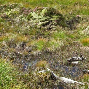 SCHOTLAND 186