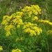 SCHOTLAND 249