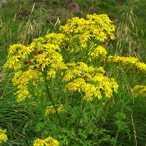 SCHOTLAND 249