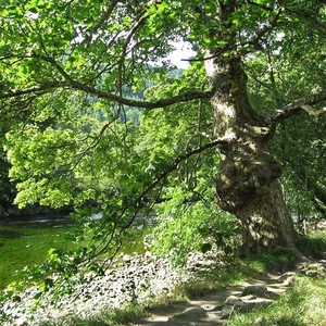 SCHOTLAND 269