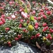 2007 NOORWEGEN 059