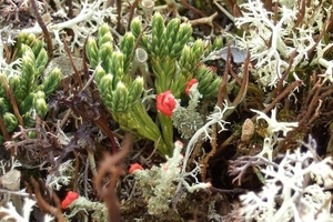 2007 NOORWEGEN 062