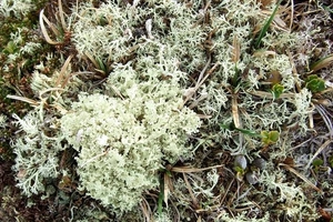 2007 NOORWEGEN 066