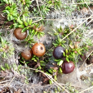 2007 NOORWEGEN 067