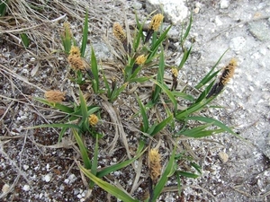 2007 NOORWEGEN 078