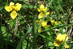 2007 NOORWEGEN 086