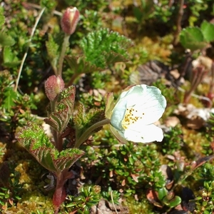 2007 NOORWEGEN 105