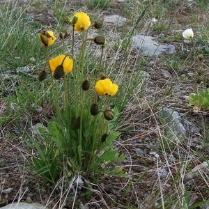 2007 NOORWEGEN 136