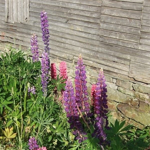2007 NOORWEGEN 188