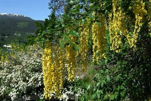 2007 NOORWEGEN 193
