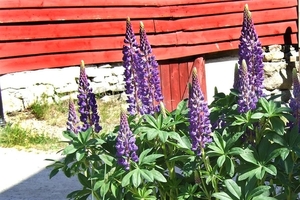 2007 NOORWEGEN 194
