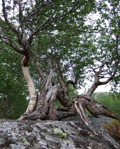 2007 NOORWEGEN 203