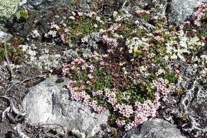 2007 NOORWEGEN 213