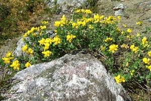 2007 NOORWEGEN 391