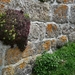 09 LePuy Figeac  0242