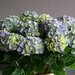 Hortensia 30 Jaar