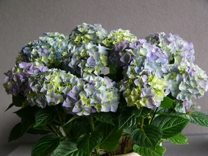 Hortensia 30 Jaar