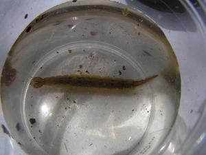 larve geelgerande waterkever 1